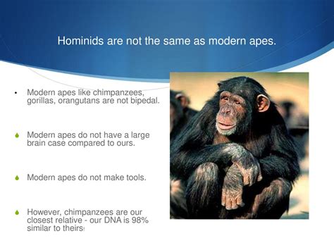 how are hominios are similar to modern apes